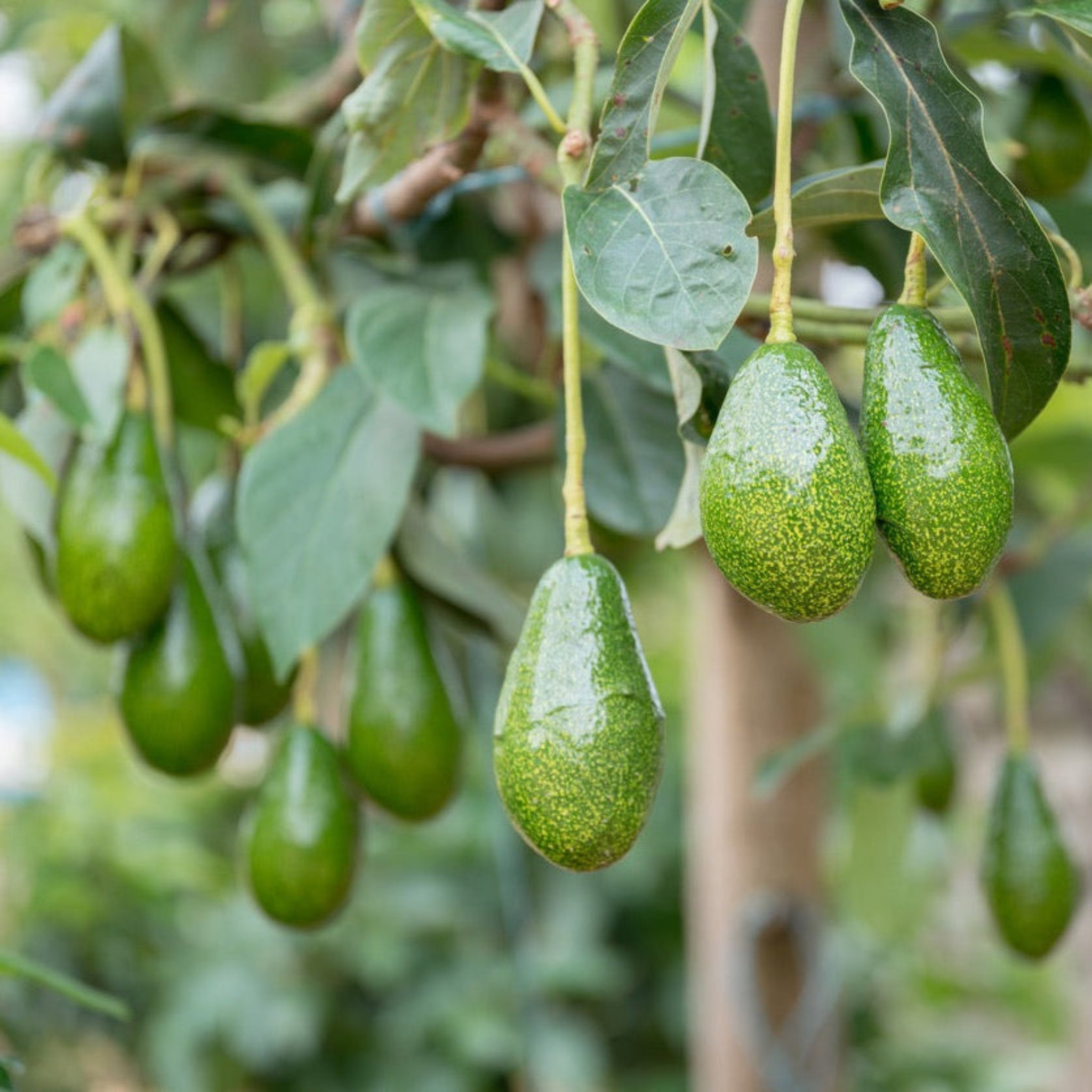 Pancho Cold Hardy Avocado – Yardwork