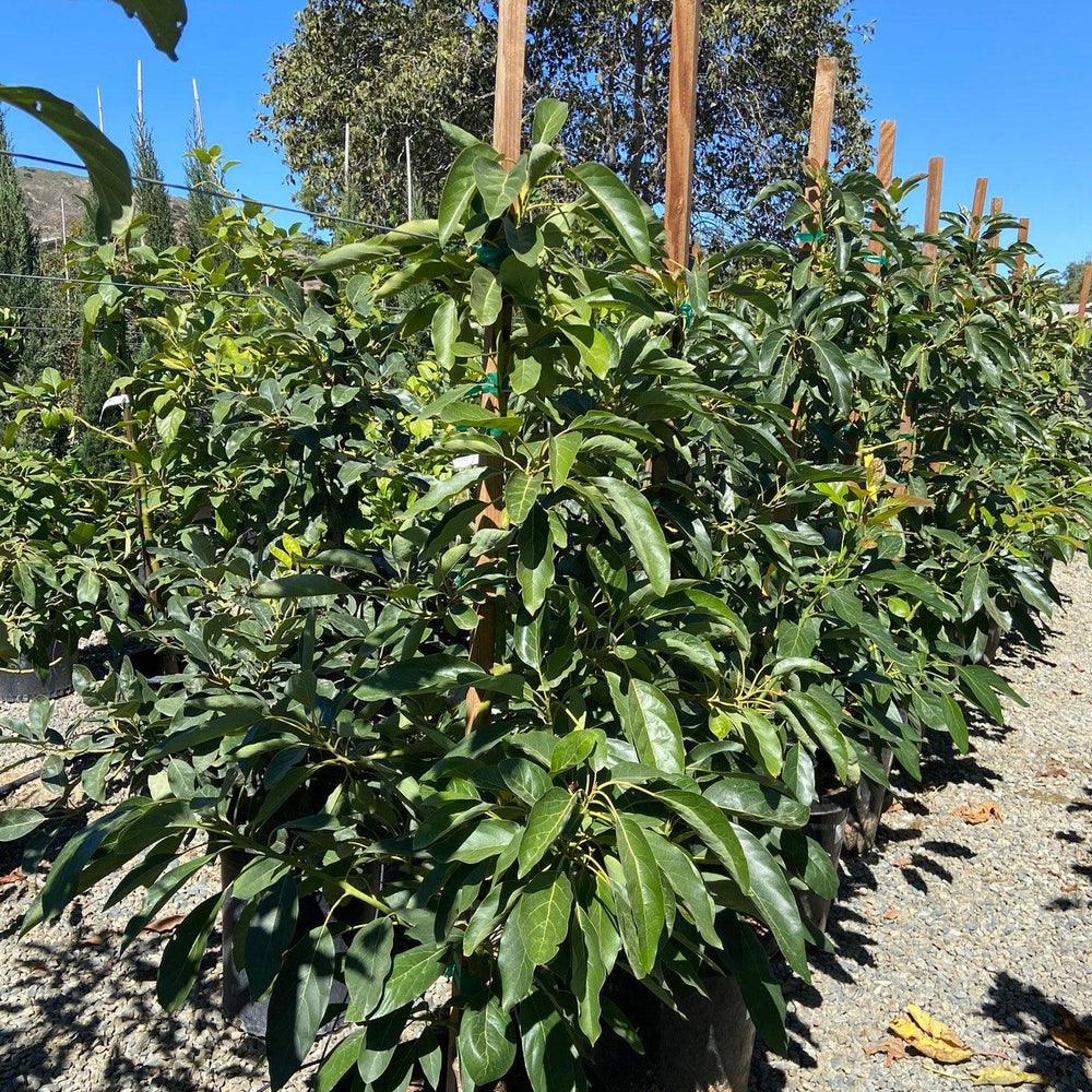 
                      
                        Avocado Tree - Pulled Nursery
                      
                    