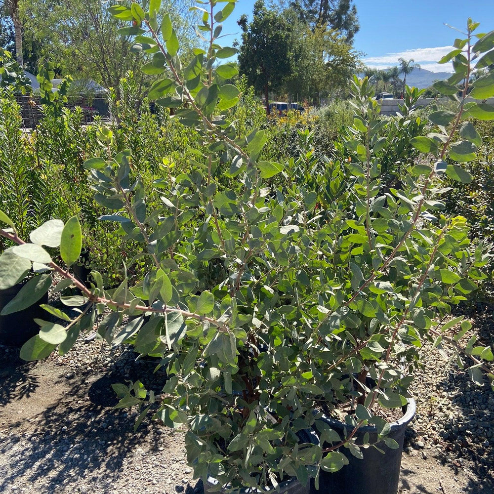 
                      
                        Dr. Hurd Manzanita - Arctostaphylos Manzanita 'Dr. Hurd' - Pulled Nursery
                      
                    