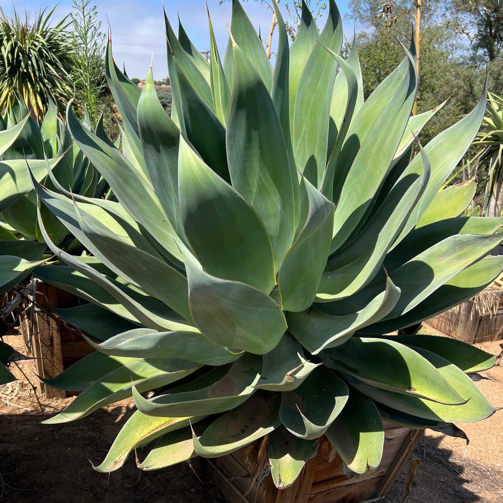 Blue Flame Agave - Pulled Nursery