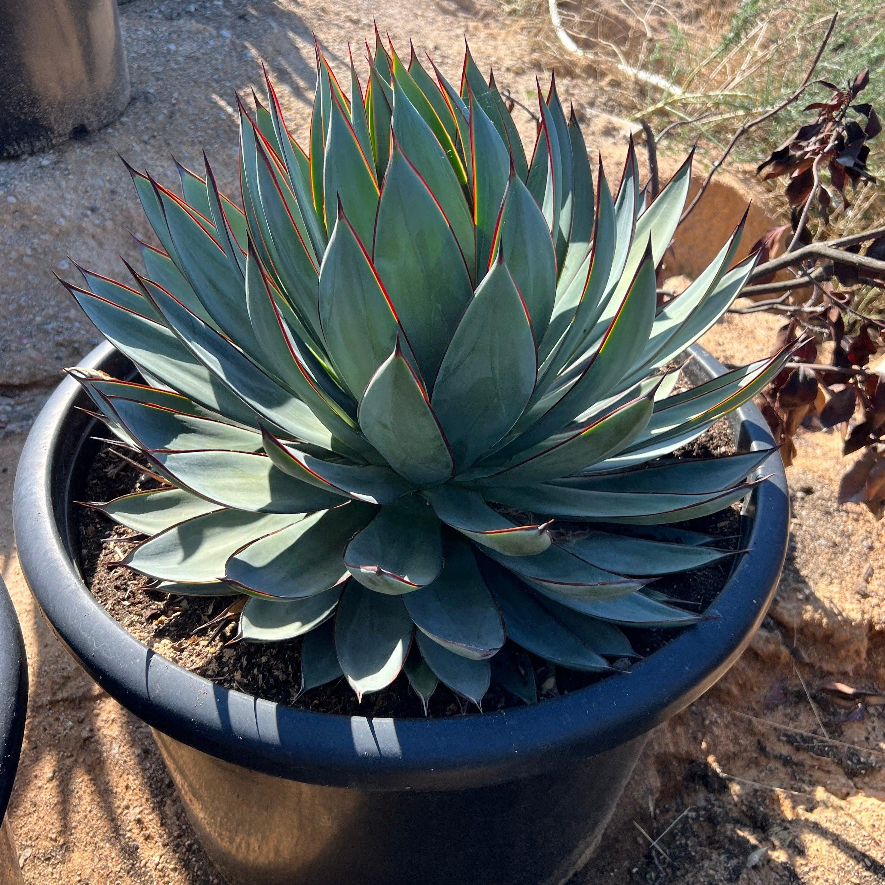 Blue Glow Agave - Agave Blue Glow – Yardwork
