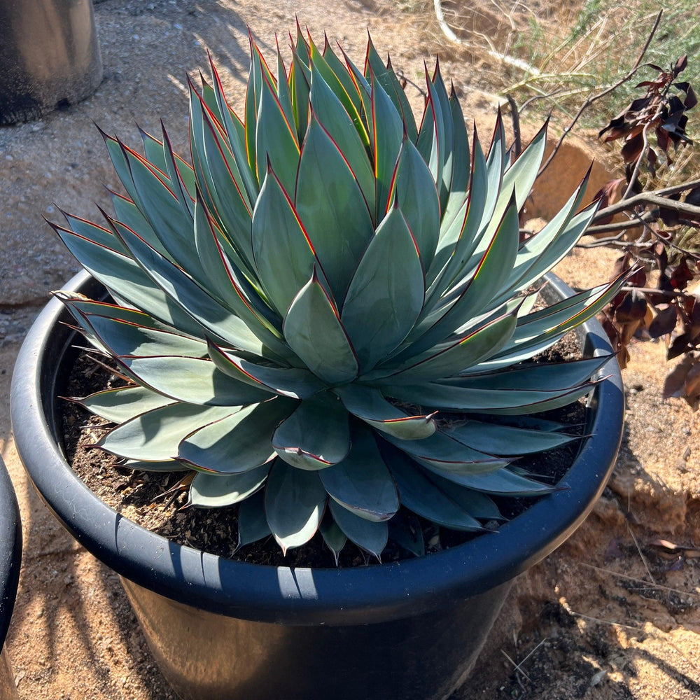 
                      
                        Blue Glow Agave - Agave Blue Glow - Pulled Nursery
                      
                    