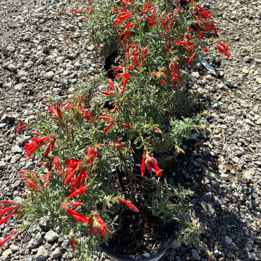 
                      
                        Willowherb (Epilobium canum) - Pulled Nursery
                      
                    