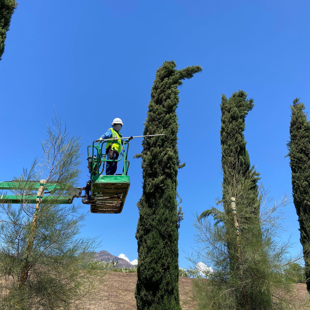 
                      
                        Italian Cypress (Cupressus sempervirens) - Pulled Nursery
                      
                    