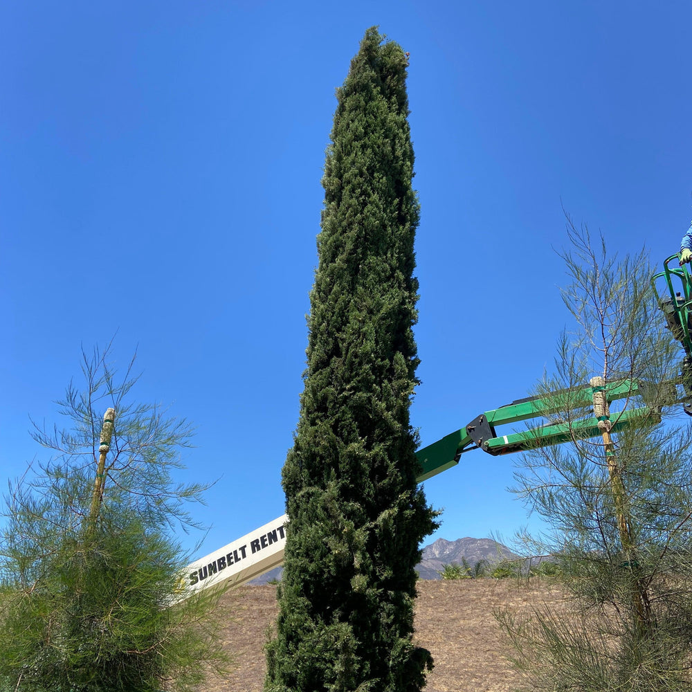 
                      
                        Italian Cypress (Cupressus sempervirens) - Pulled Nursery
                      
                    