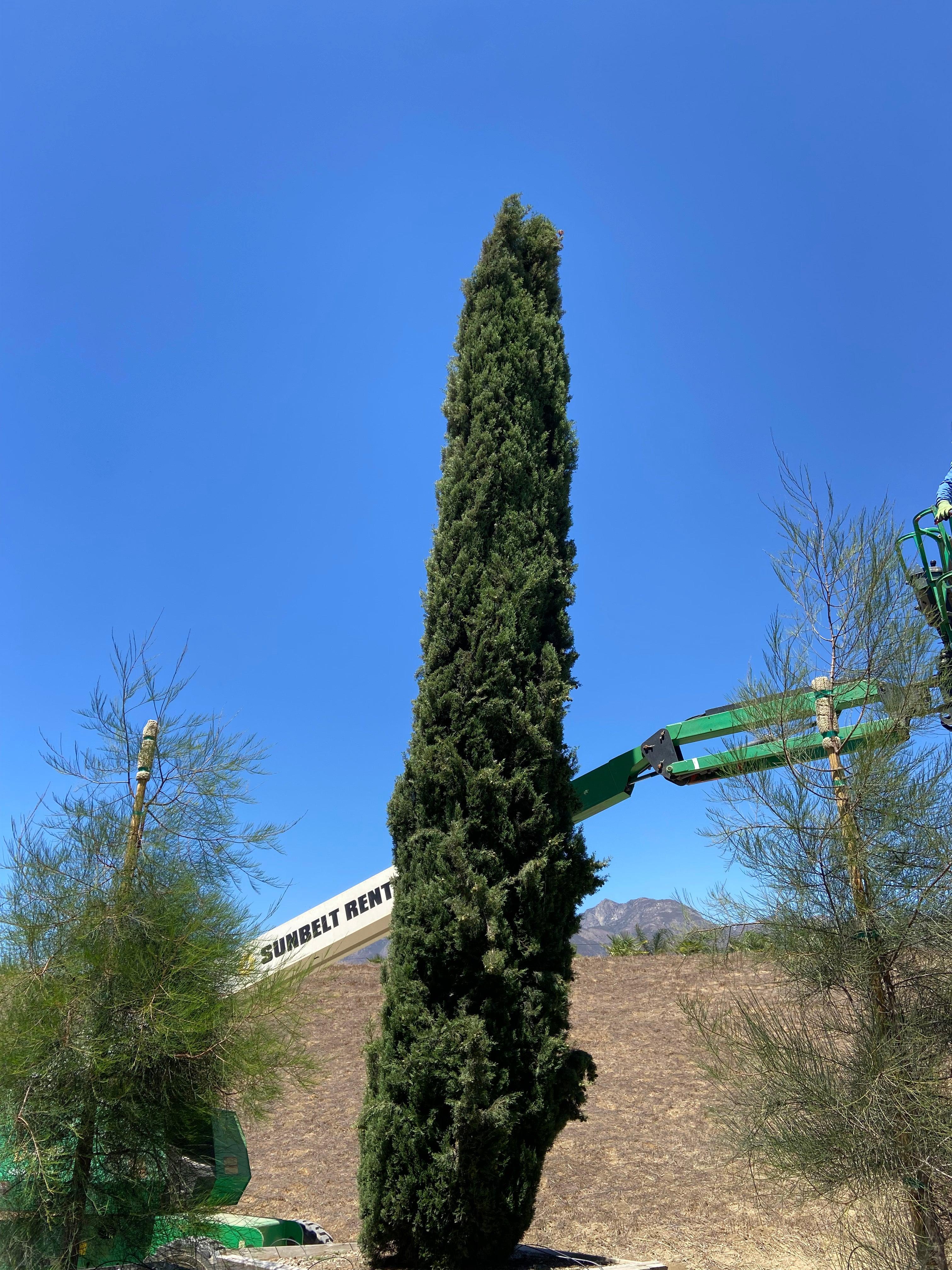 6 Italian Cypress Plants - Live Seedlings, Evergreen Shrubs For Outdoor/Indoor, Fast Growing