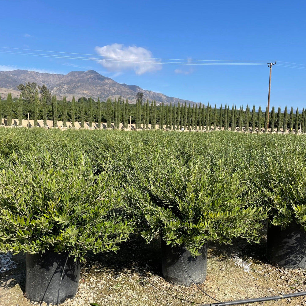 
                      
                        Little Ollie (Olea europaea ‘Petite Olive’) - Pulled Nursery
                      
                    