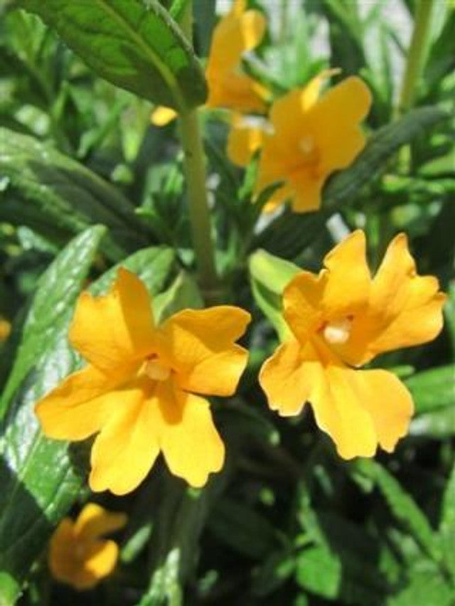 Orange Monkeyflower - Mimulus Aurantiacus