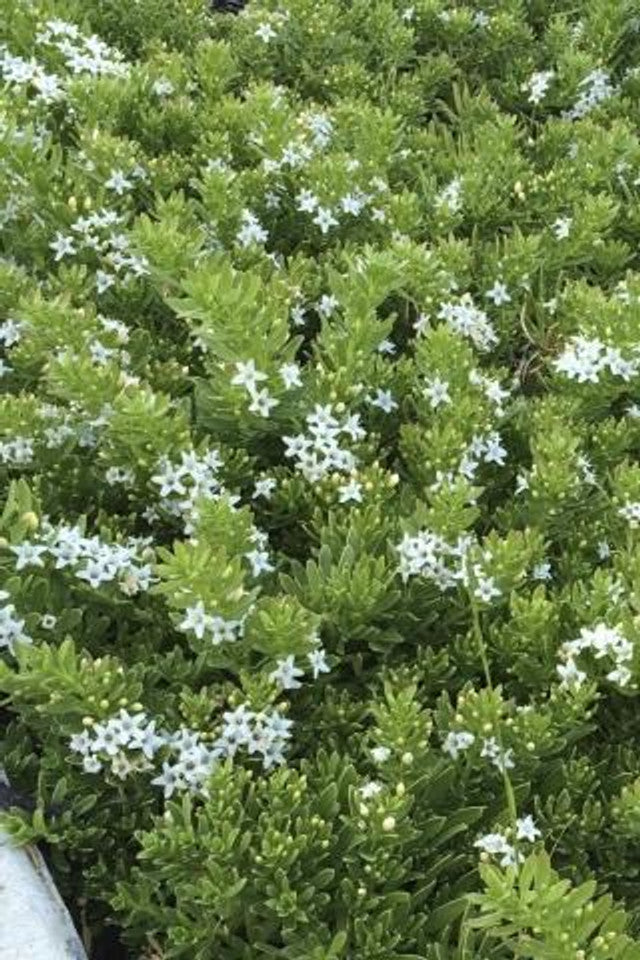 Prostrate Myoporum - Myoporum Parvifolium