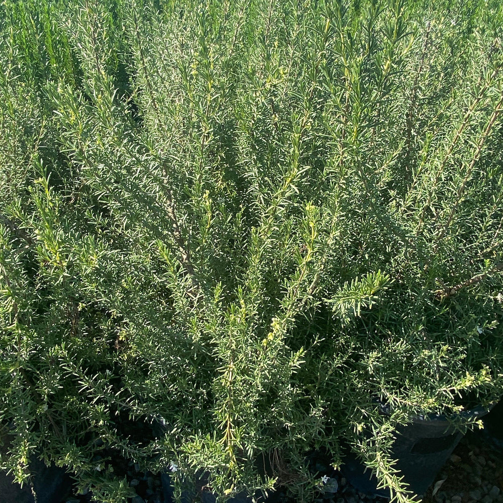 
                      
                        Rosemary - Rosmarinus Officinalis - Pulled Nursery
                      
                    