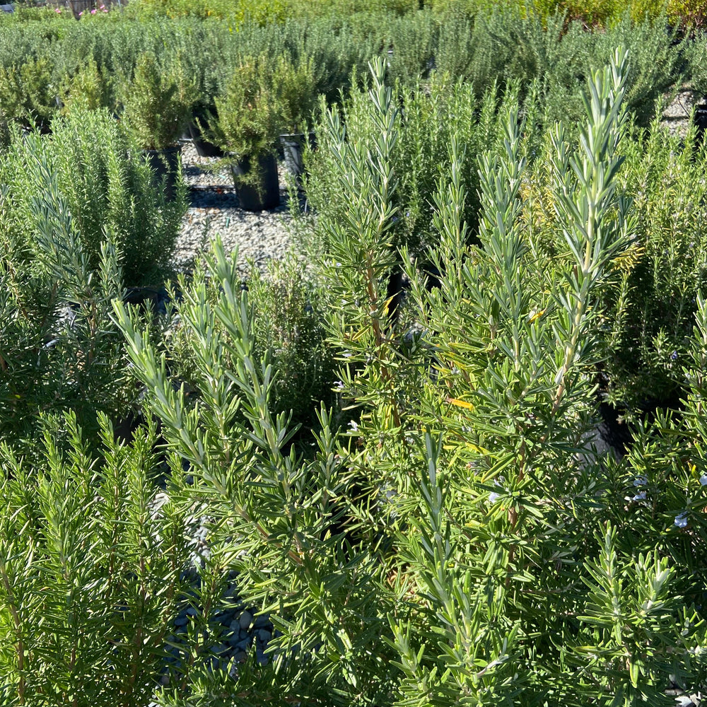 
                      
                        Rosemary - Rosmarinus Officinalis - Pulled Nursery
                      
                    