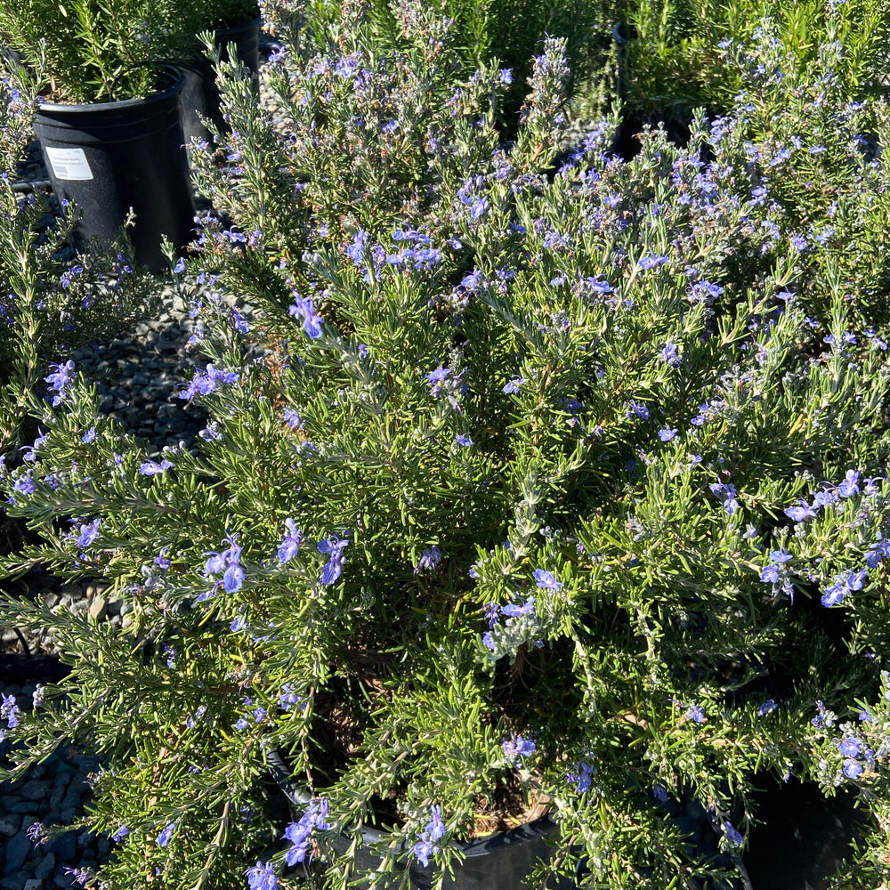 
                      
                        Rosemary - Rosmarinus Officinalis - Pulled Nursery
                      
                    