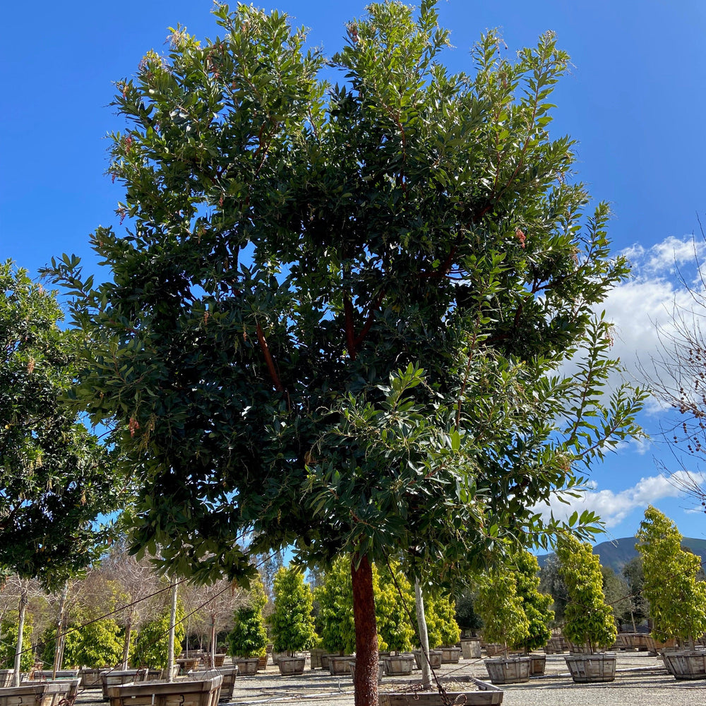 
                      
                        Strawberry Tree (Arbutus ‘Marina’) - Pulled Nursery
                      
                    