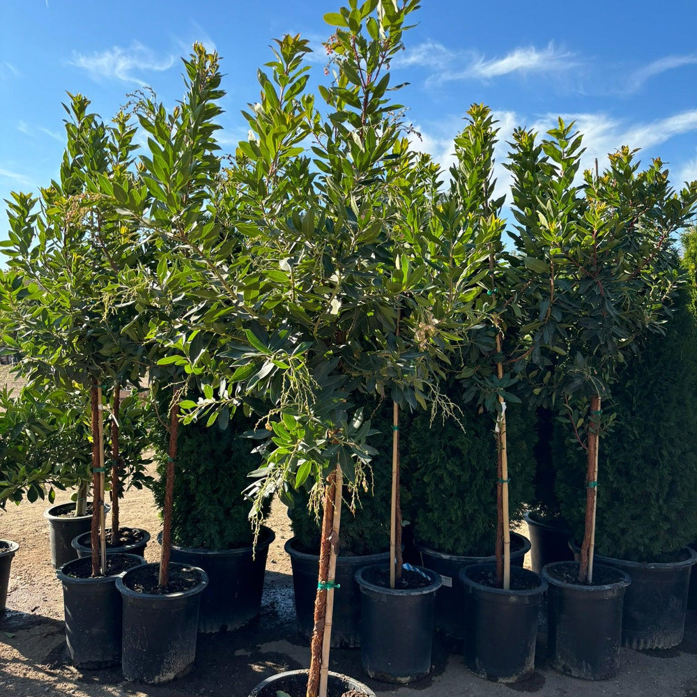 
                      
                        Strawberry Tree (Arbutus ‘Marina’) - Pulled Nursery
                      
                    