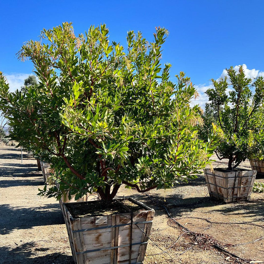 
                      
                        Strawberry Tree (Arbutus ‘Marina’) - Pulled Nursery
                      
                    