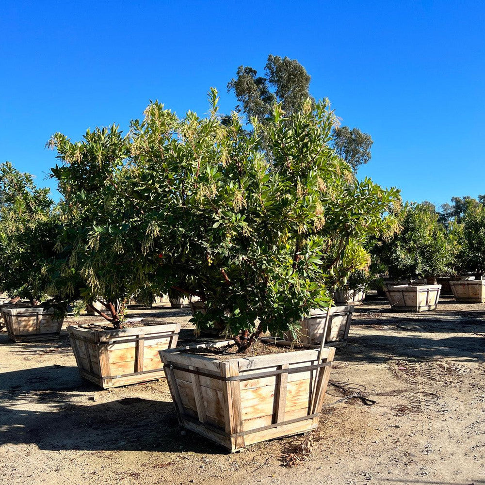 
                      
                        Strawberry Tree (Arbutus ‘Marina’) - Pulled Nursery
                      
                    