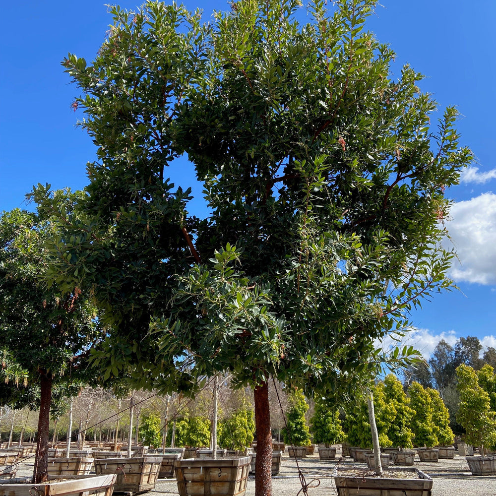 
                      
                        Strawberry Tree (Arbutus ‘Marina’) - Pulled Nursery
                      
                    