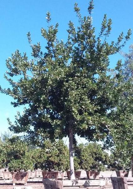 
                      
                        Sweet Bay Laurel (Laurus Nobilis) - Pulled Nursery
                      
                    