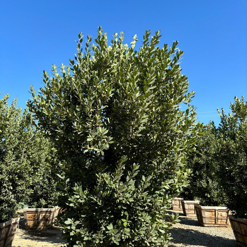 
                      
                        Sweet Bay Laurel (Laurus Nobilis) - Pulled Nursery
                      
                    