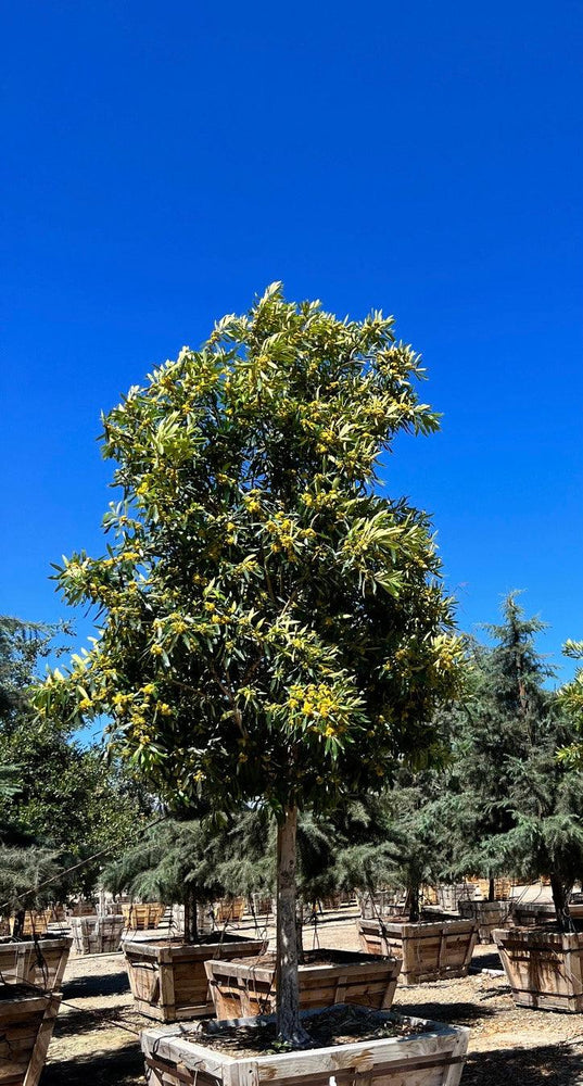 
                      
                        Water Gum (Tristania Laurina (Tristaniopsis) - Pulled Nursery
                      
                    