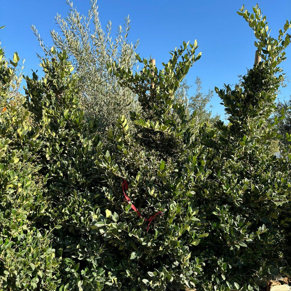 
                      
                        Waxleaf Privet (Ligustrum japonicum ‘Texanum’) - Pulled Nursery
                      
                    