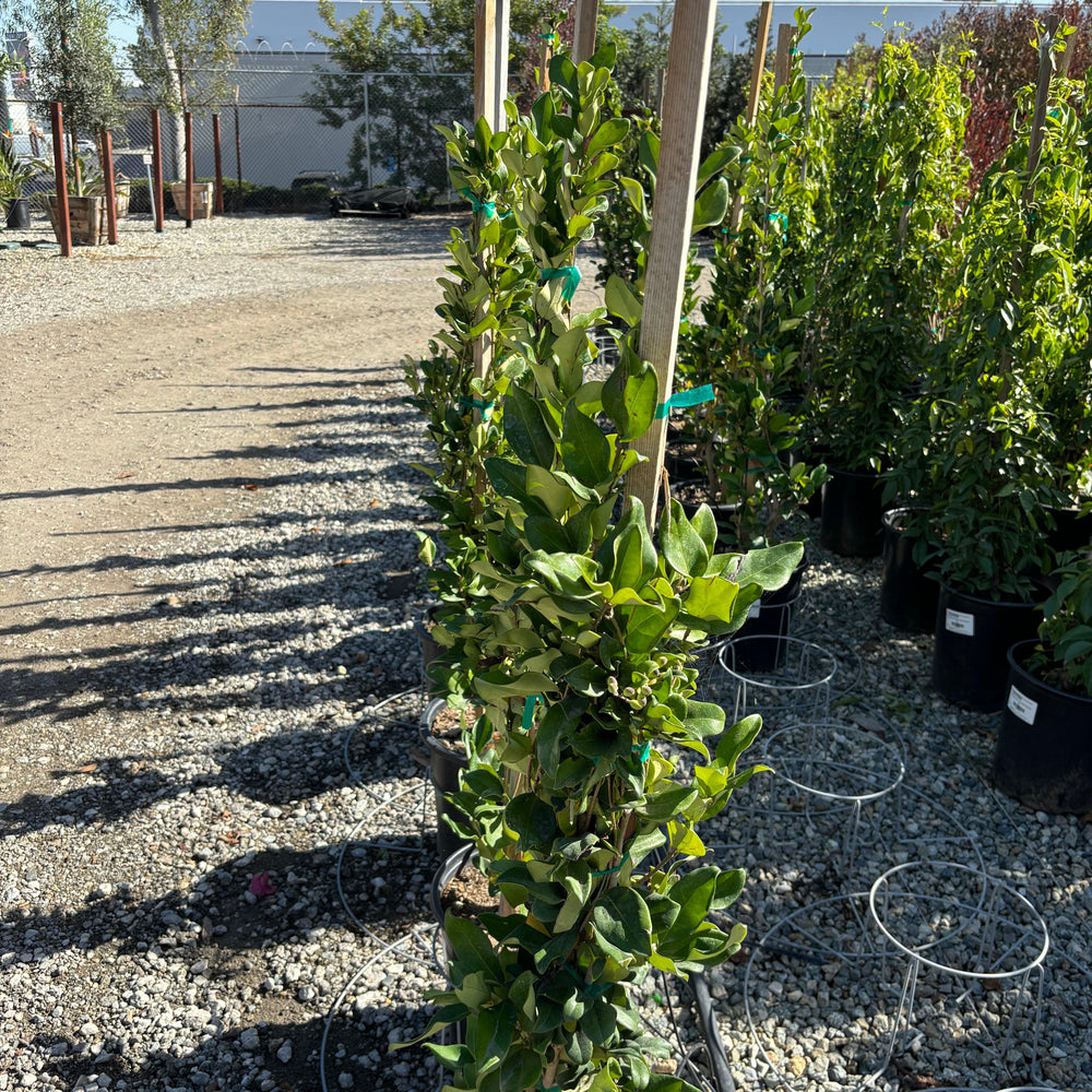 
                      
                        Waxleaf Privet (Ligustrum japonicum ‘Texanum’) - Pulled Nursery
                      
                    