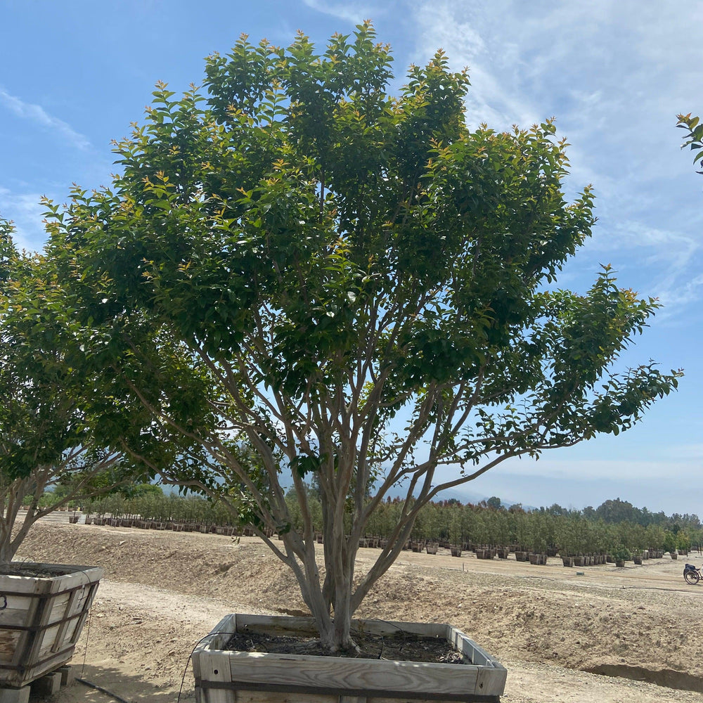 
                      
                        White Crape Myrtle (Lagerstroemia indica x fauriei ‘Natchez’) - Pulled Nursery
                      
                    