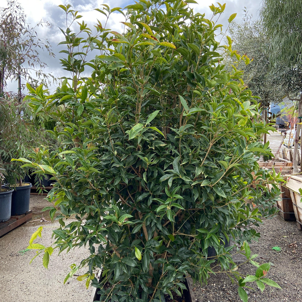 Sweet Osmanthus - Osmanthus fragrans - Pulled Nursery