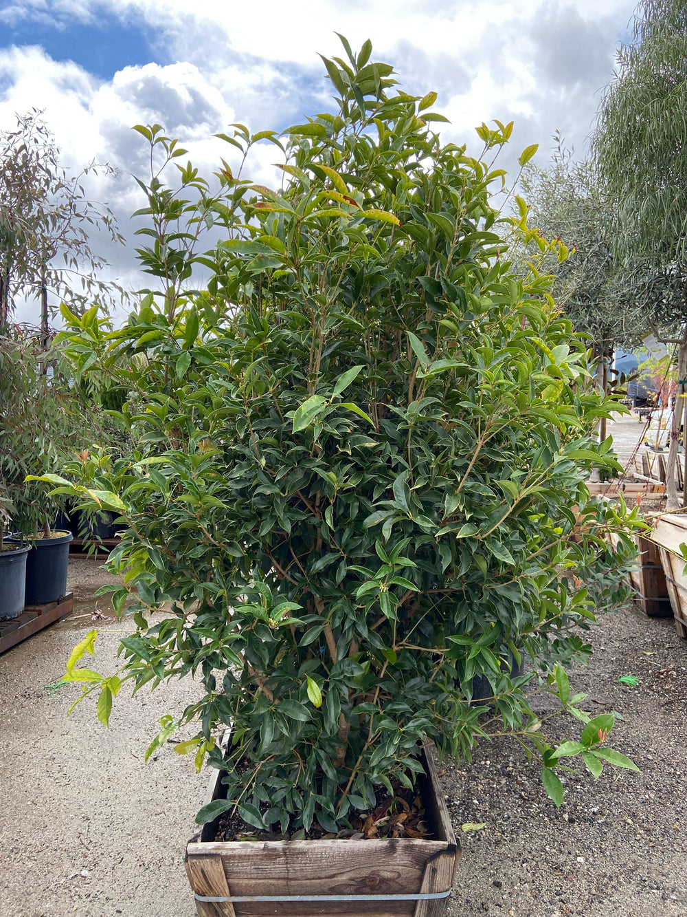 Sweet Osmanthus - Osmanthus fragrans - Pulled Nursery