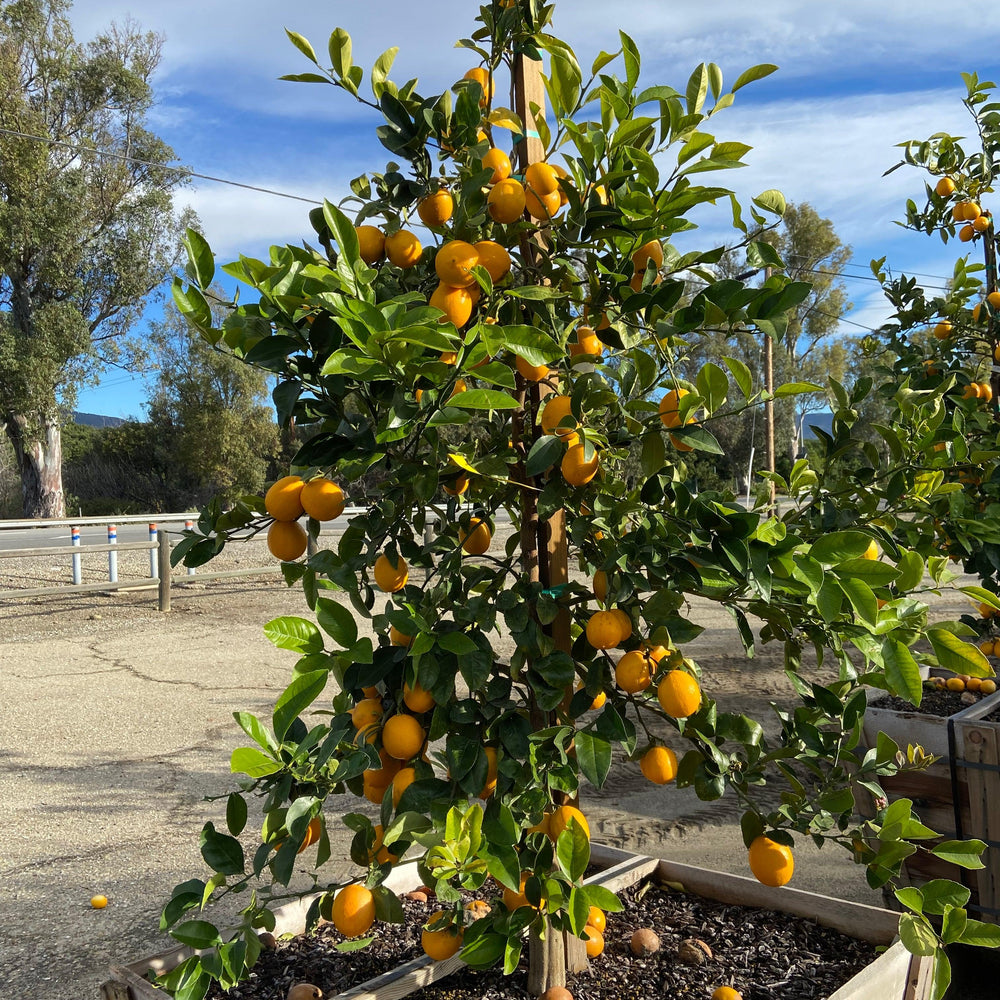 
                      
                        Meyer Lemon Tree - Pulled Nursery
                      
                    