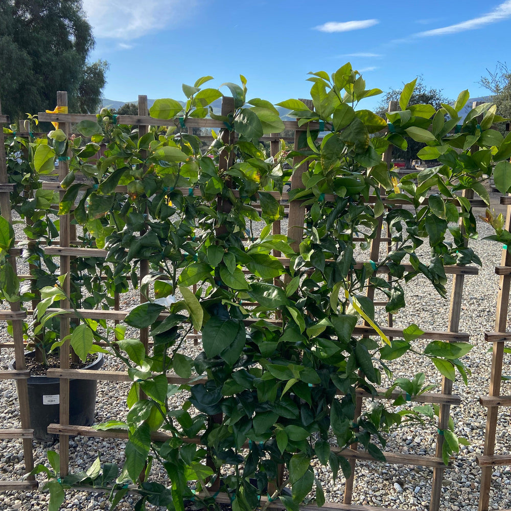 
                      
                        Meyer Lemon Tree - Pulled Nursery
                      
                    