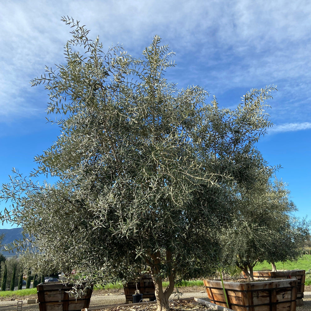 Swan Hill Olives® Fruitless Olive Tree - Olea Europaea 'Swan Hill' - Pulled Nursery