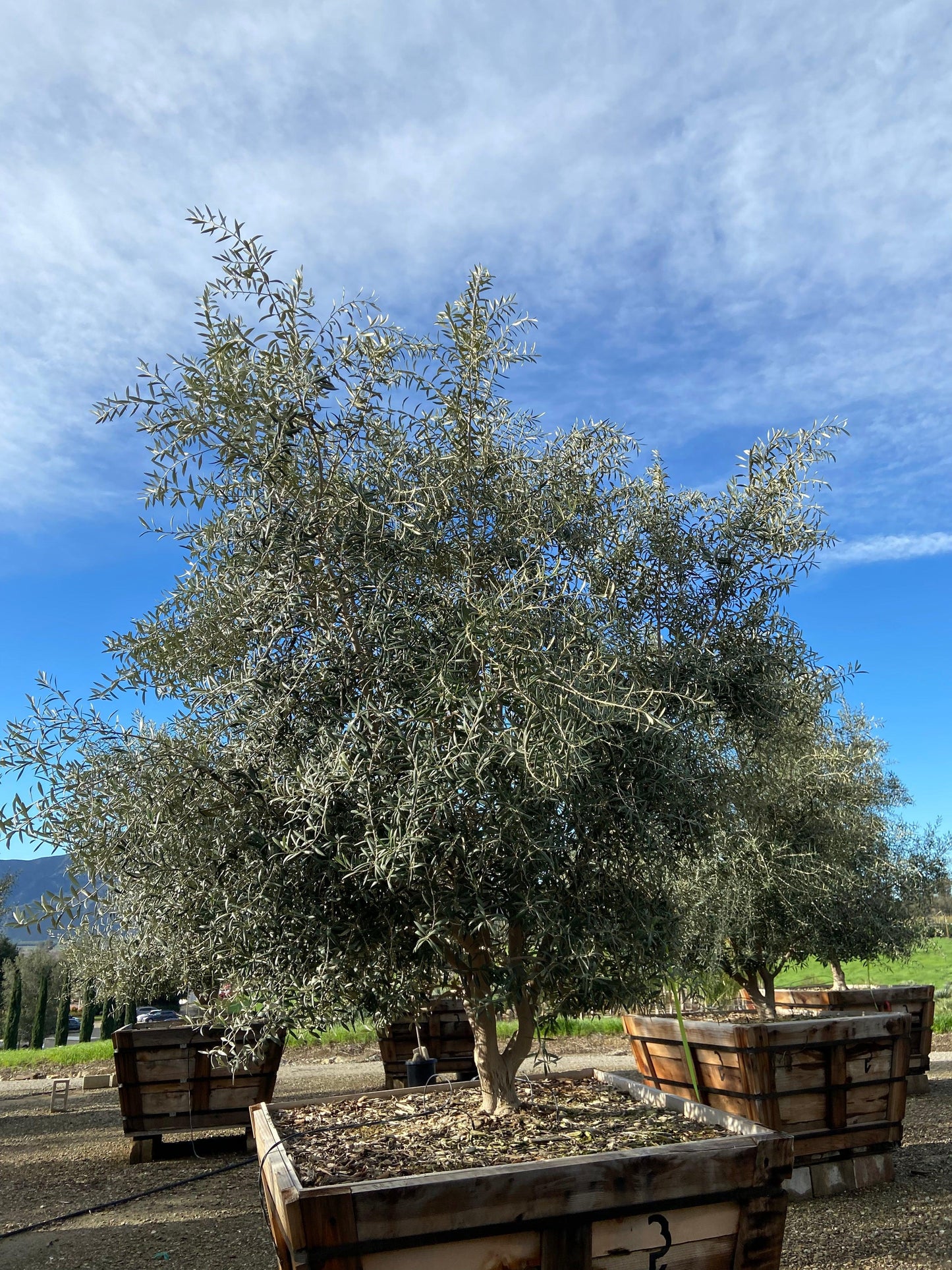 Swan Hill Olives® Fruitless Olive Tree - Olea Europaea 'Swan Hill' - Pulled Nursery