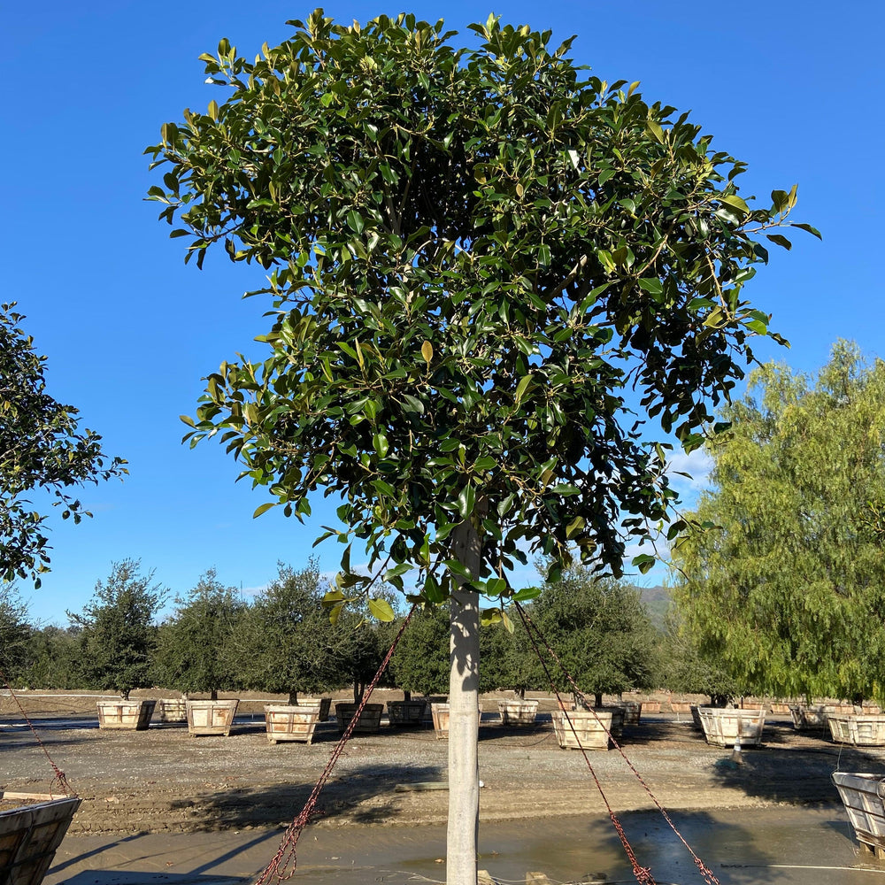 
                      
                        Rusty Fig - Ficus Rubiginosa Australis (Apple Store Trees) - Pulled Nursery
                      
                    