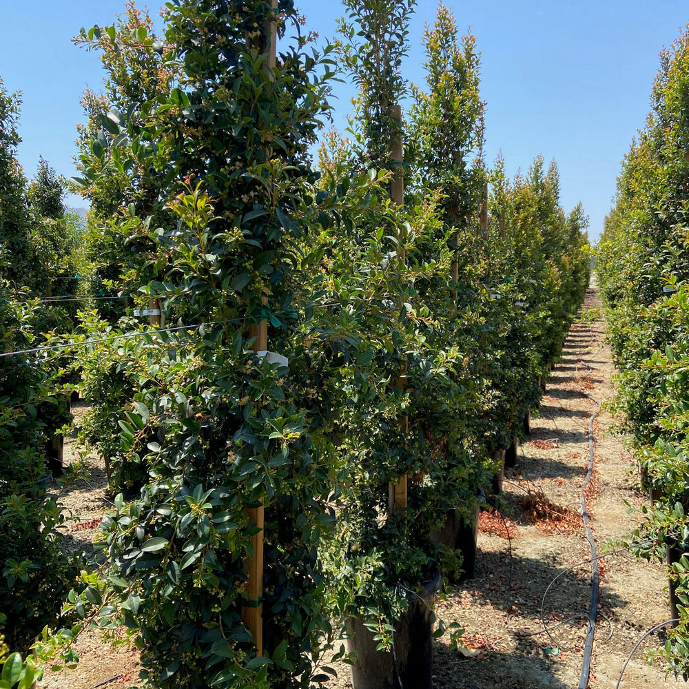 
                      
                        Brush Cherry - Eugenia myrtifolia - Pulled Nursery
                      
                    