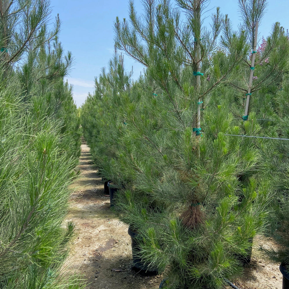 Mondell Pine - Pinus eldarica - Pulled Nursery