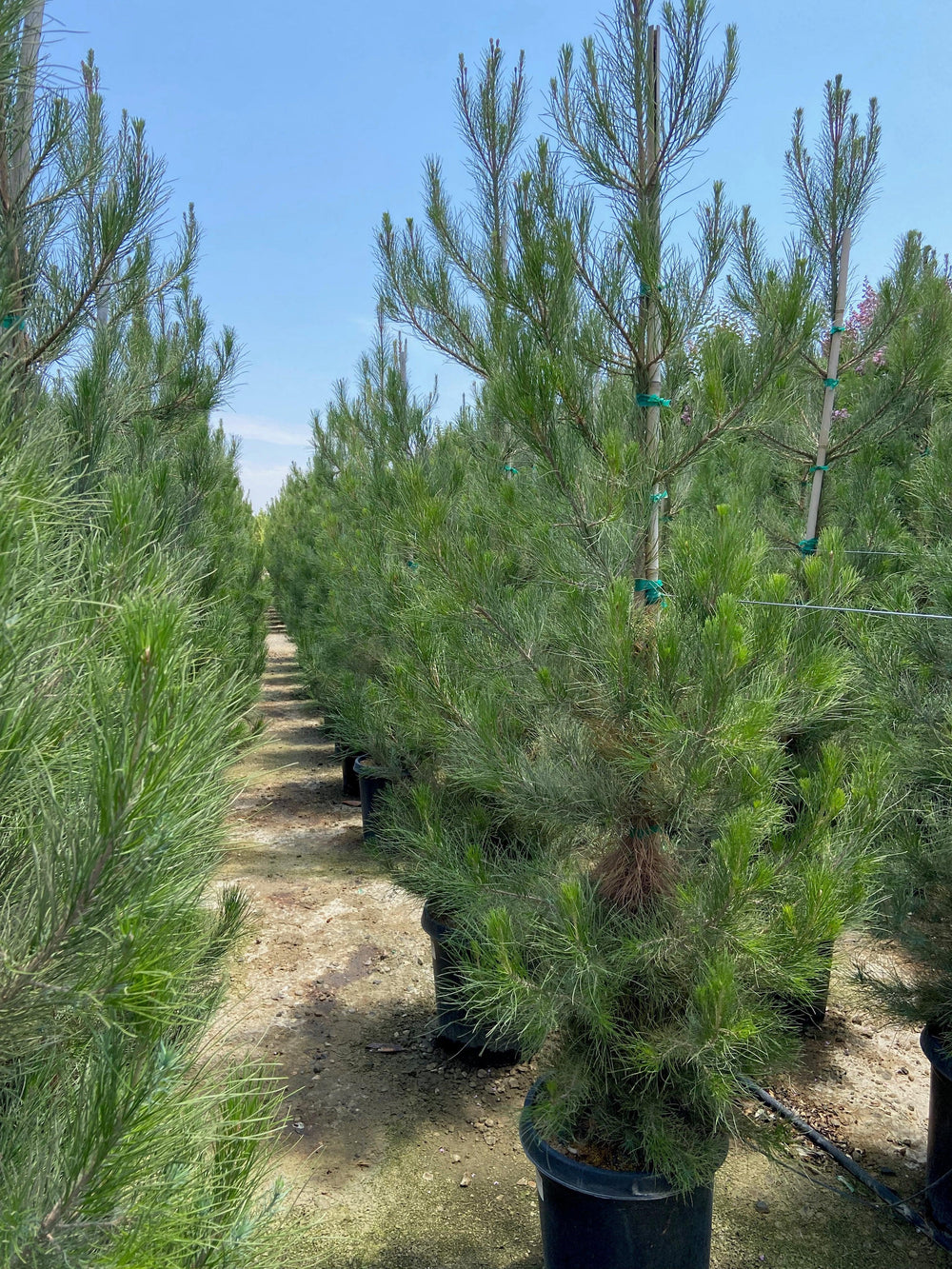 Mondell Pine - Pinus eldarica - Pulled Nursery