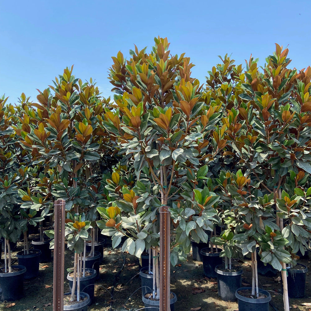 Magnolia Grandiflora DD Blanchard - Pulled Nursery