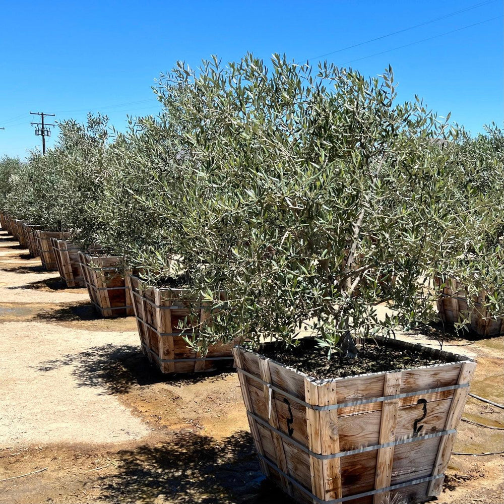 
                      
                        Fruitless Olive Tree Swan Hill 
                      
                    