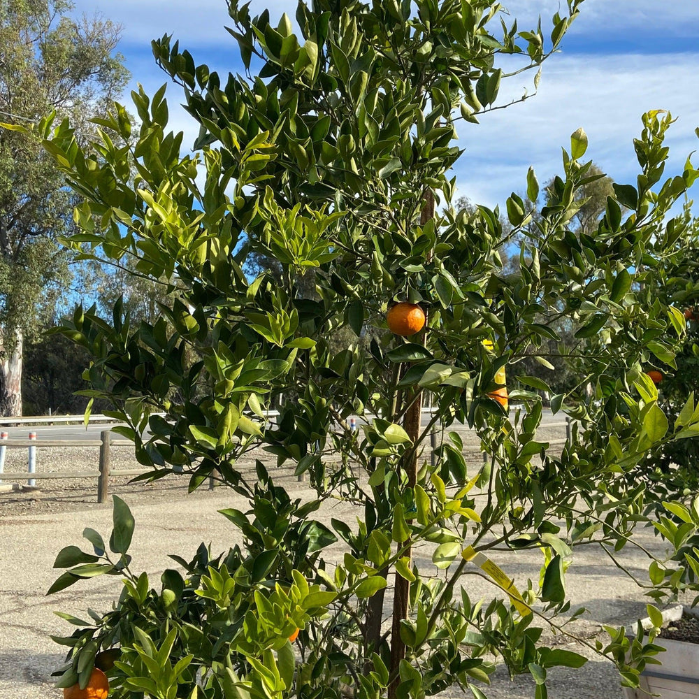 Dancy Tangerine