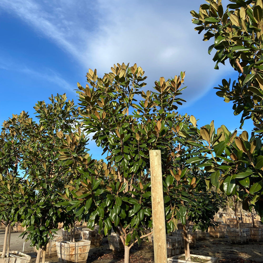 Edith Bogue Magnolia - Magnolia Grandiflora Edith Bogue - Pulled Nursery