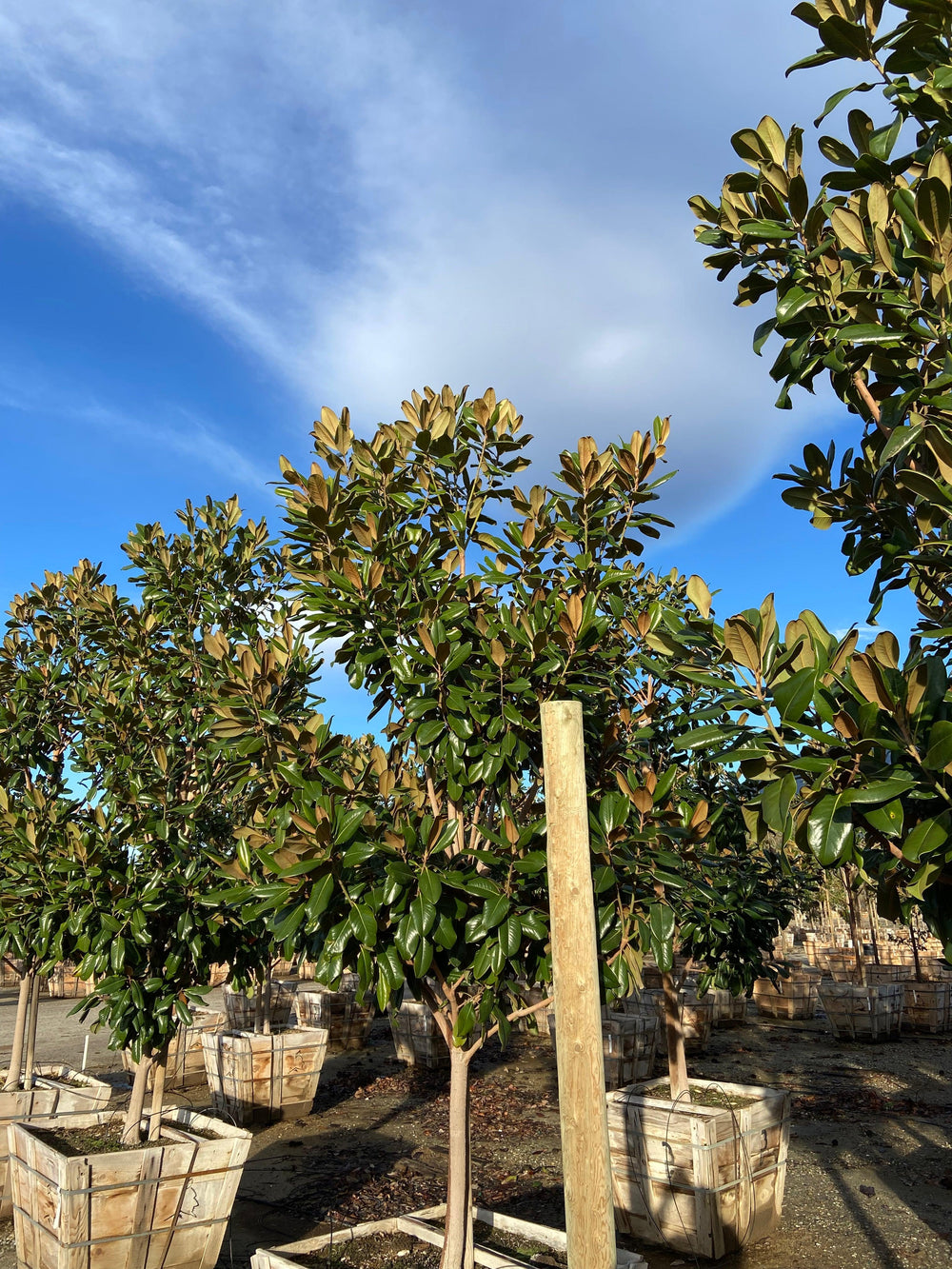 Edith Bogue Magnolia - Magnolia Grandiflora Edith Bogue - Pulled Nursery