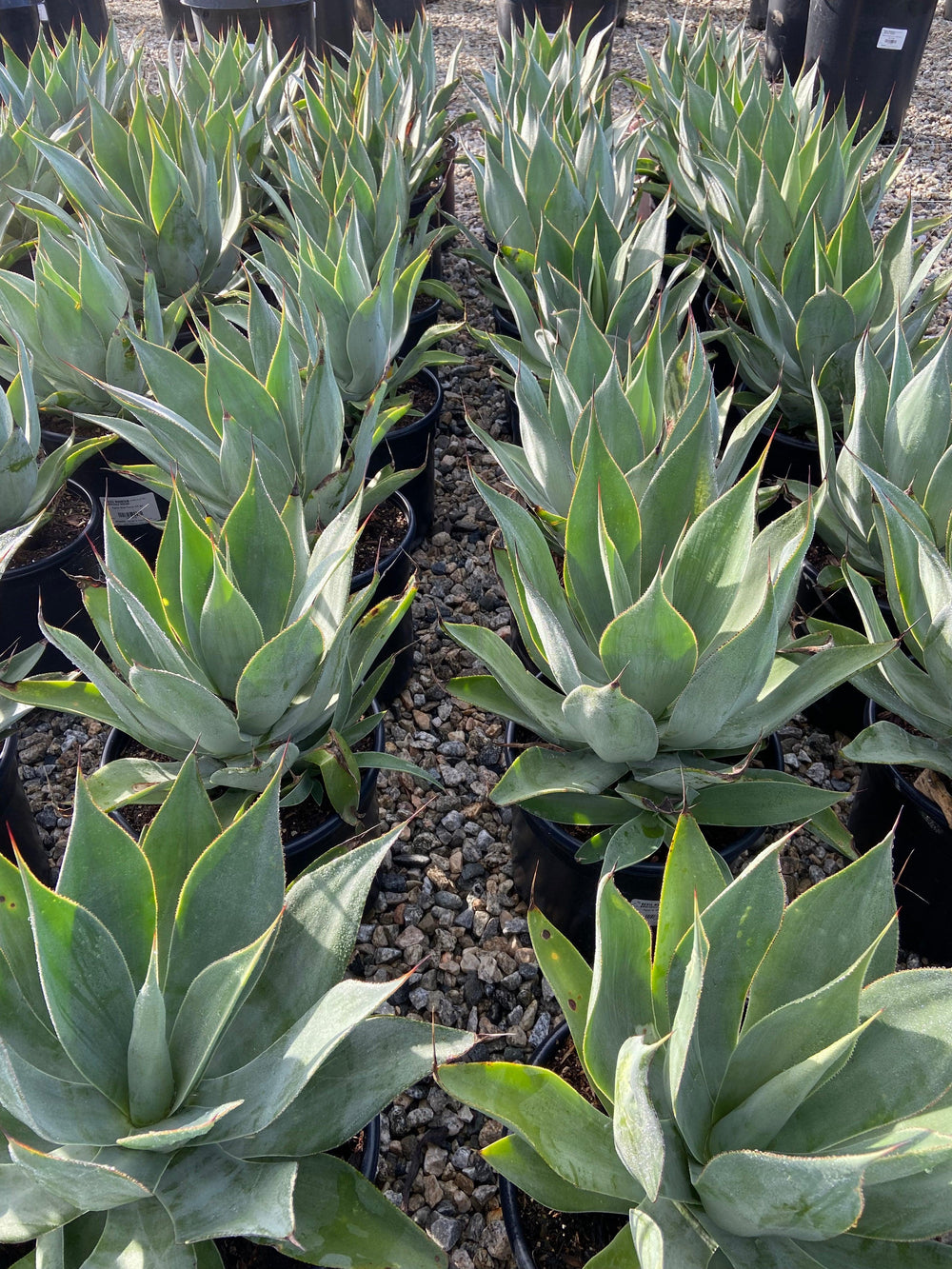 Blue Flame Agave - Pulled Nursery