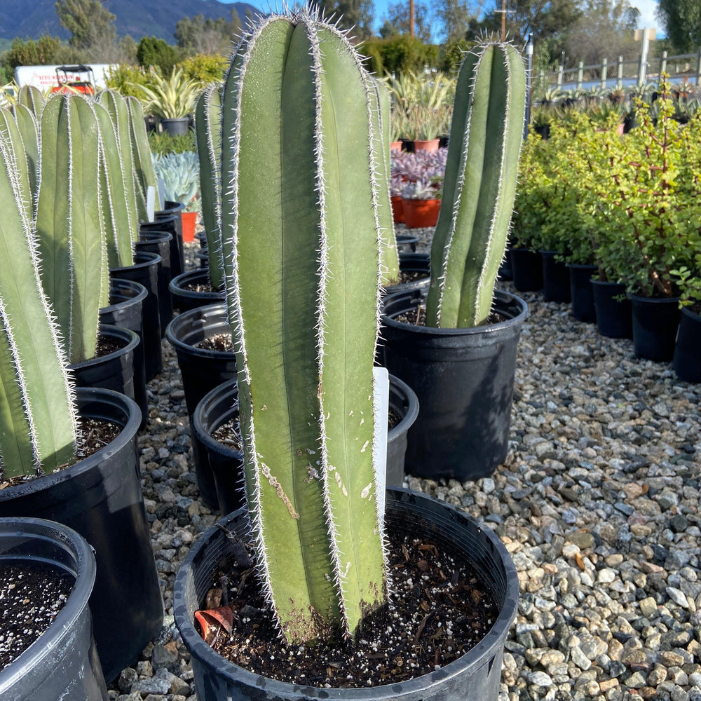 Mexican Fencepost - Pachycereus Marginatus - Pulled Nursery