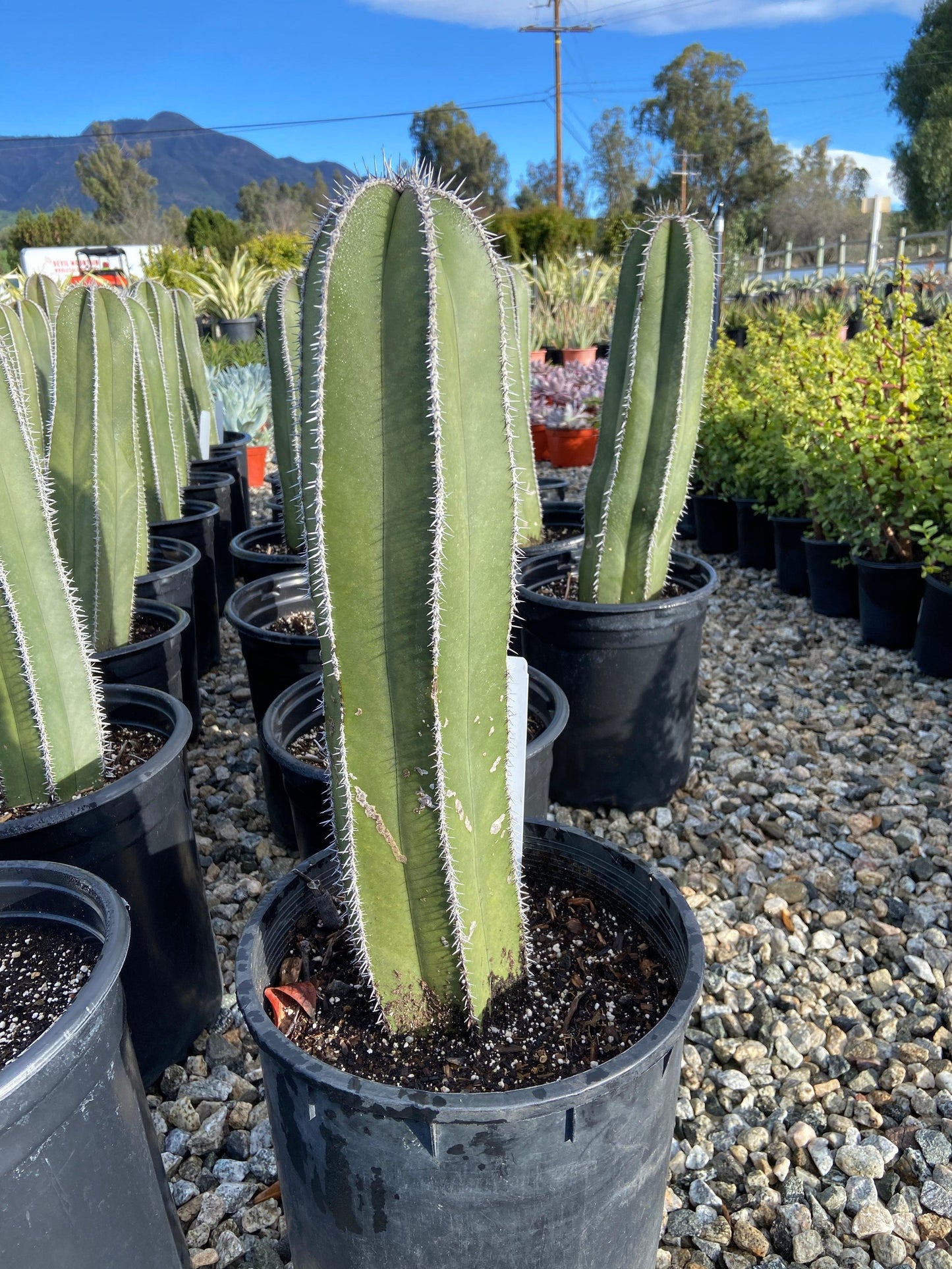 Mexican Fencepost - Pachycereus Marginatus - Pulled Nursery