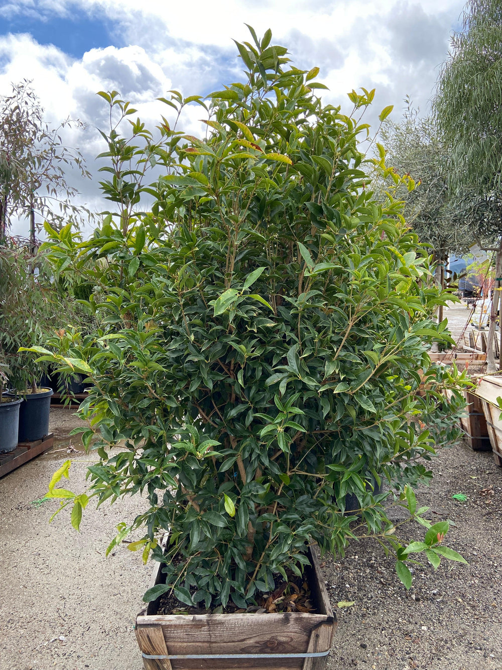 Sweet Osmanthus - Osmanthus fragrans - Yardwork Nursery