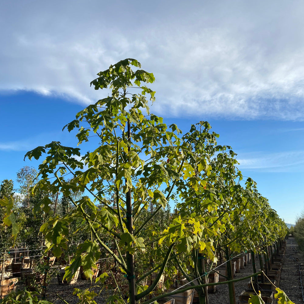 Wild Plum - Harpephyllum Caffrum