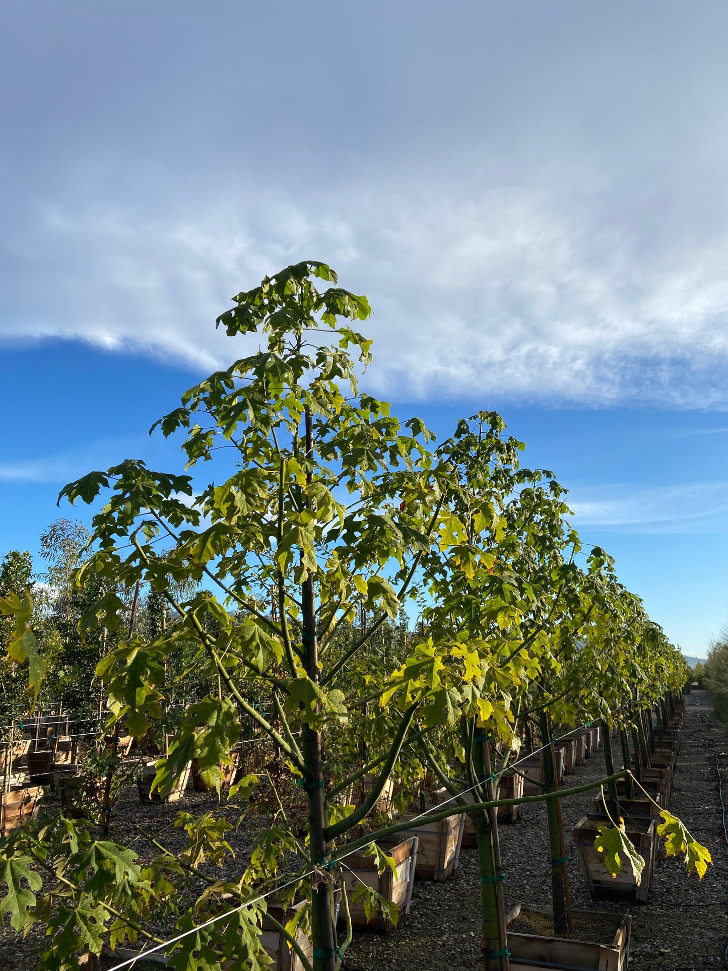 Wild Plum - Harpephyllum Caffrum