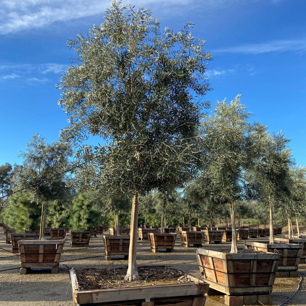 
                      
                        Swan Hill Olives® Fruitless Olive Tree - Olea Europaea 'Swan Hill' - Pulled Nursery
                      
                    