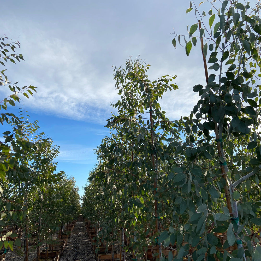 
                      
                        Orange Gum - Eucalyptus Prava - Pulled Nursery
                      
                    